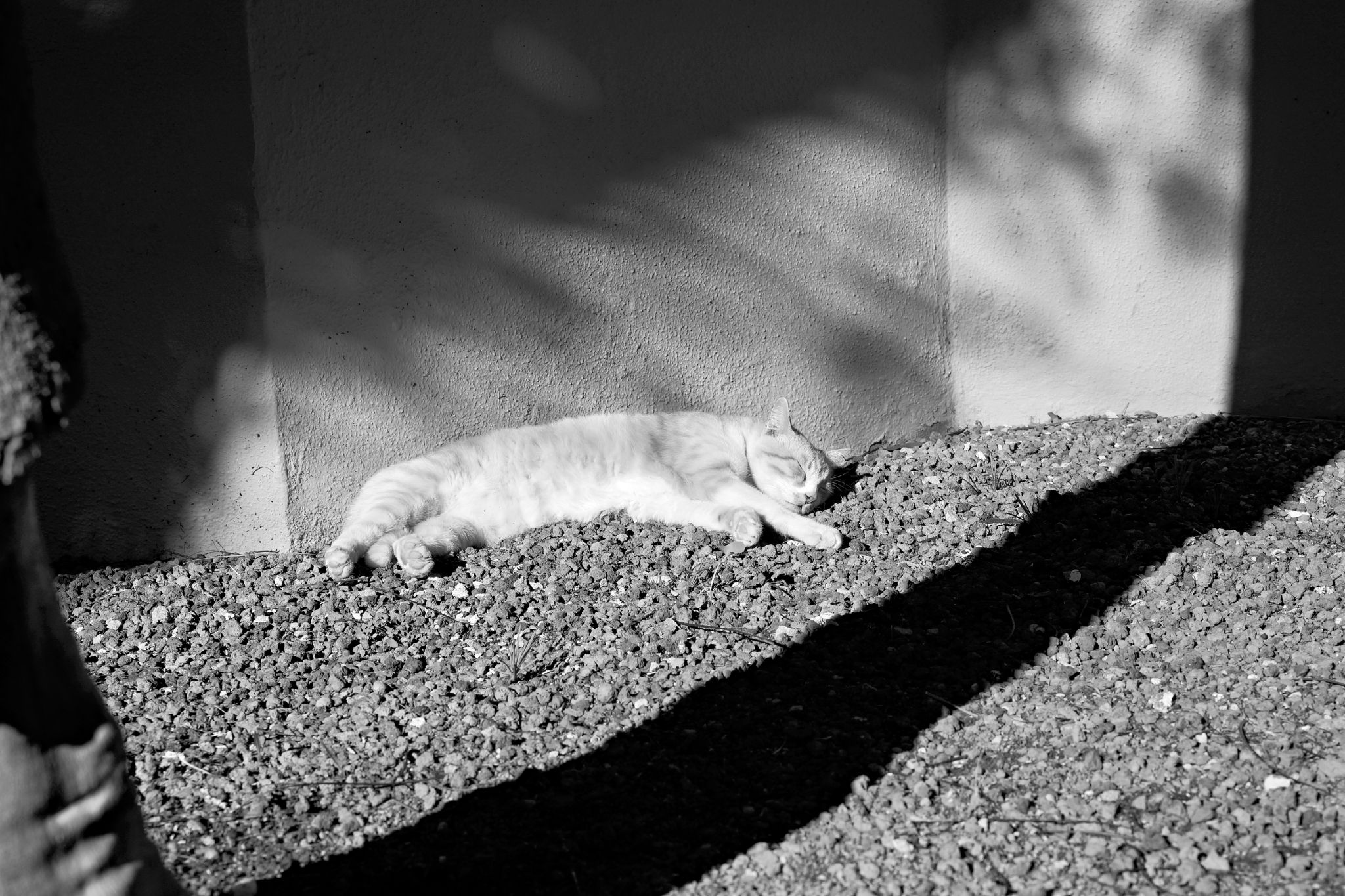 Februar 2014: Die Hotelkatze genießt die Sonne (Gran Canaria)